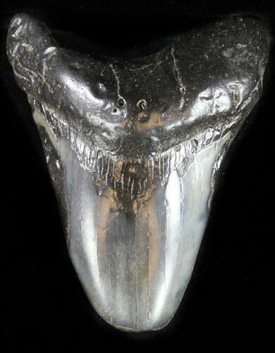 Partial, Megalodon Tooth #31154